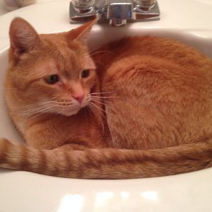 Cats and sinks?