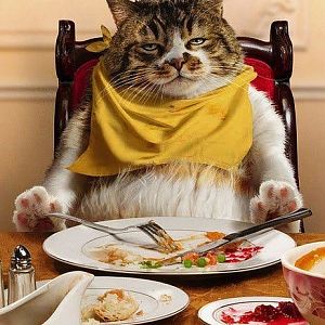 LOL Thanksgiving cat