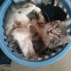 All Things MAINE COON