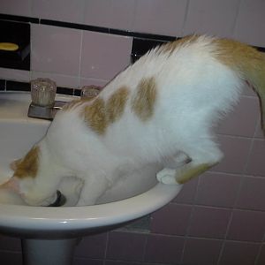 Cats and sinks?