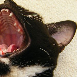 Kitten lost tooth