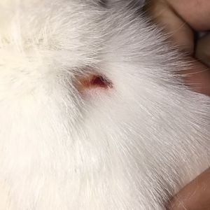 Red Hairless Patch On Cats Neck