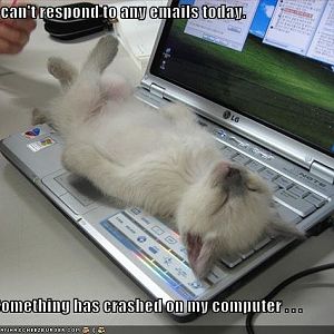 Please help! Cat won't stay off keyboard