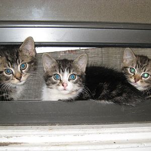 TBT! your cats first picture!