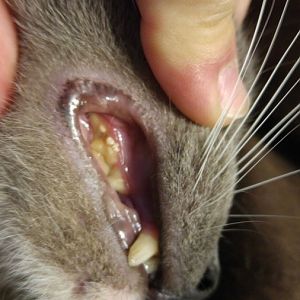 Possible dental issues??