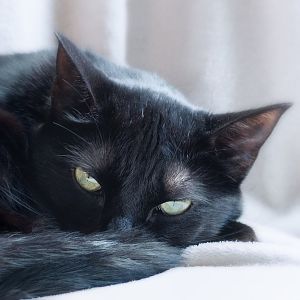 Some tips on taking pictures of black cats