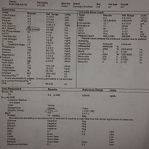 Caleb's blood/urine results...CKD?