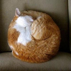 Post your Most Circular Cat photo!