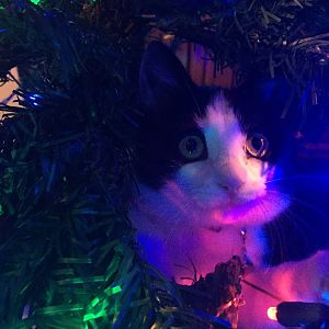 Cats and THEIR Christmas tree!