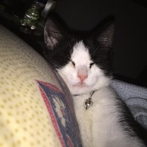 Polling - do you let your cat sleep on your bed at night