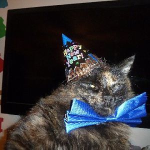How Luna, Midnight & Stella celebrated New Years Eve!