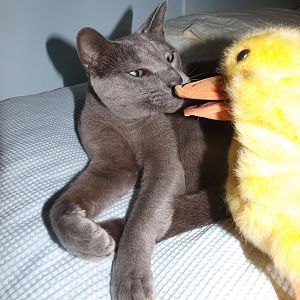 Sundar meets the duck