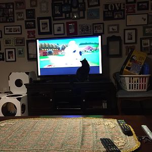 How mamy cats enjoy watching TV?