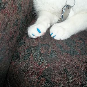 Post a favorite picture featuring your cat's claws!