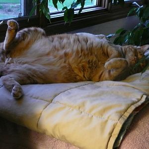 Cat Tummies! Picture Of The Month - January 2016