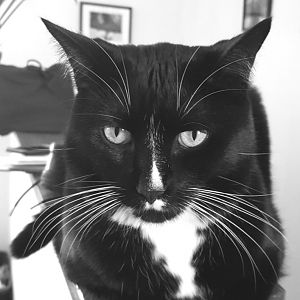 cats in black and white