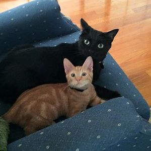 From kittens to adults: Post your photos!