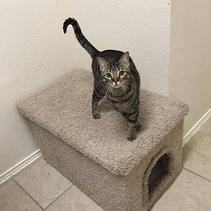 Where to put a litter box in a small house without it stinking up the place