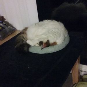 Post your Most Circular Cat photo!