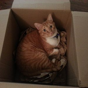 Cats and boxes anyone?