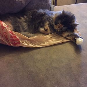 Why do cats like plastic bags?