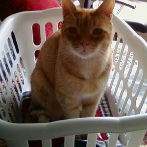 Calling All Laundry Basket Loving Kitties