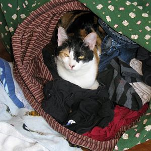 Calling All Laundry Basket Loving Kitties