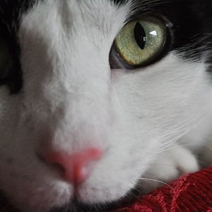 Cat Up Close - February 2016 Picture Of The Month