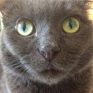Cat Up Close - February 2016 Picture Of The Month