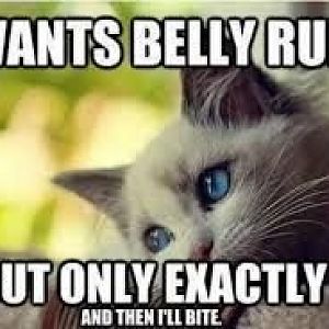 Does you cat like belly rubs?