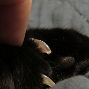 Selective Declaw on Polydactyl Cat