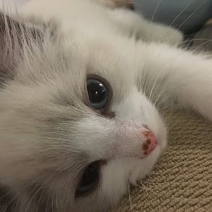 Scabs on kitten nose