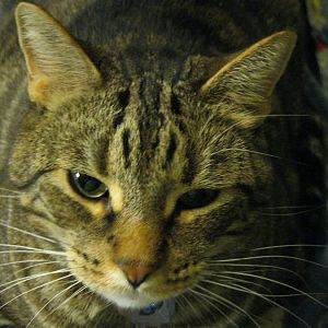 Baxter Lee, Survivor Cat