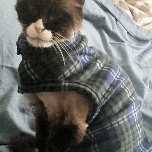 Anyone ever make a cat coat?