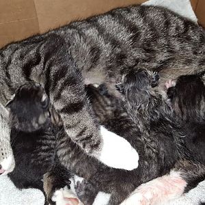 Foster cat had 5 kittens