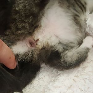 Sexing Kittens