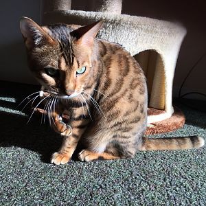 Post a favorite picture featuring your cat's claws!