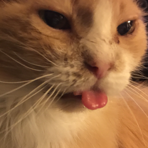 Cat Tongues - March 2016 Picture Of The Month