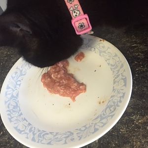 Made my first batch of homemade cat food today!