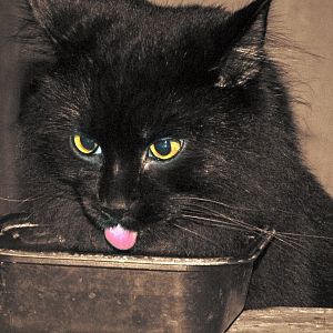 Cat Tongues - March 2016 Picture Of The Month