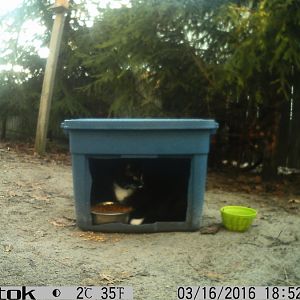 New cats at my feeding station (3 look pregnant)