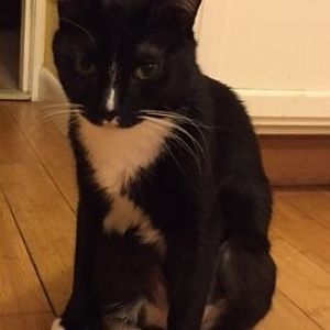 Anyone with a cat that has an autimmune condition?