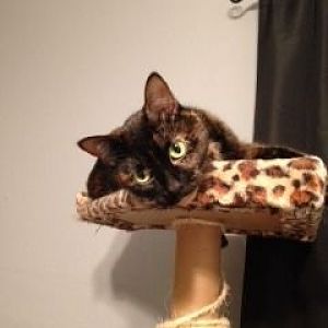 Post pics of calicos, tortieshells and orange cats here!