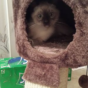 Osiris enjoying his new house