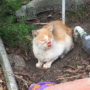 URGENT Stray Cat with Missing Nose, Crusty Skin and Super Skinny