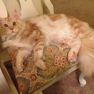 Hello! I am an 8 month old Maine Coon named Teddy!