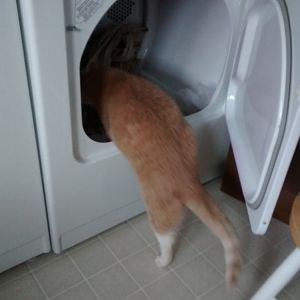 How Helpful Cats Can be Around the House (continued)...