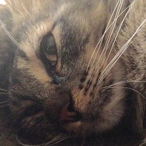 Questions about Cats with Allergies