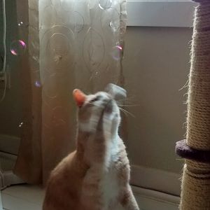 Liquid cat bubbles