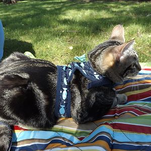 Kitten enjoys outdoors; scared of strangers